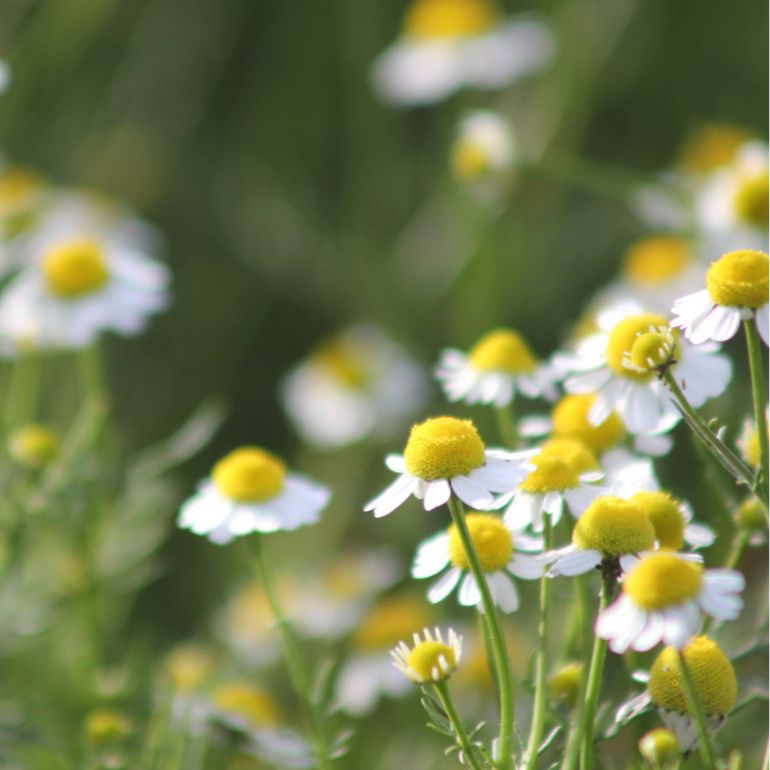 Geranium & Chamomile Bath Soap